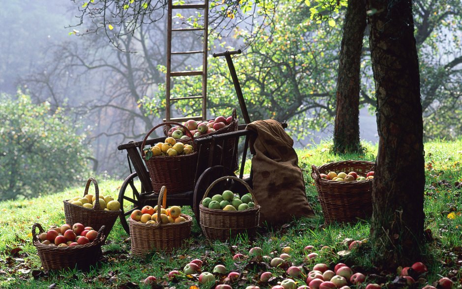 Человек собирает яблоки