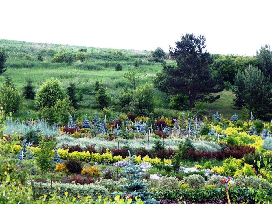 Дендрарий Арборетум Ботанический сад