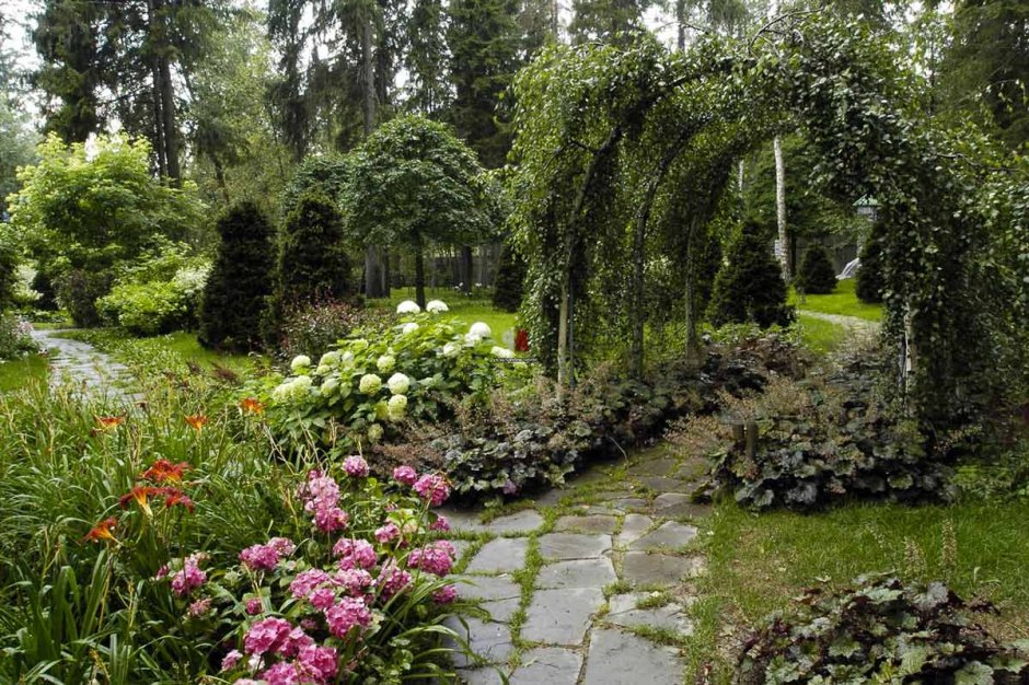 Вистерия Ботанический Никитский сад