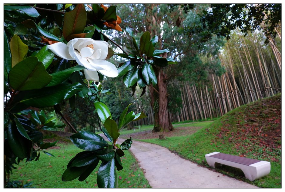 Ботанический сад Батуми в январе
