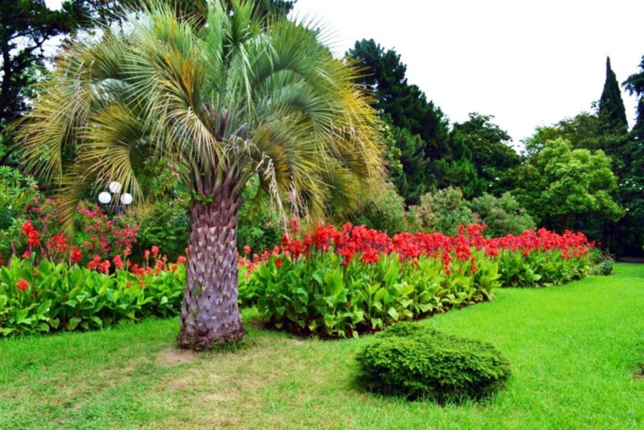 Ботанический сад Грузия