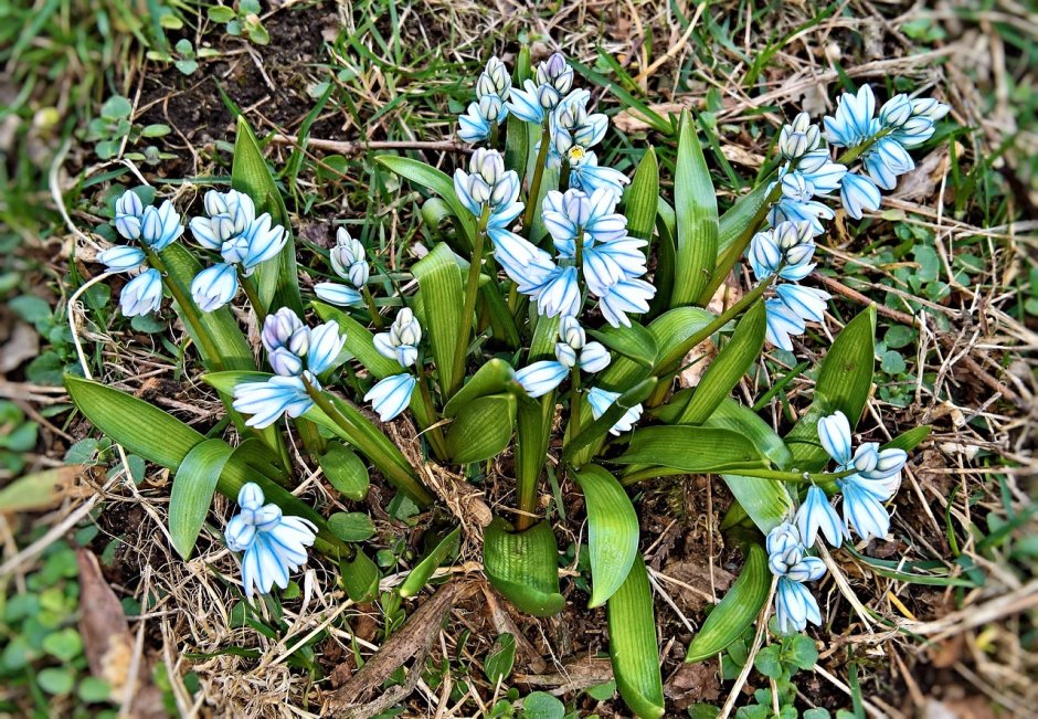 Цветы первоцветы синие мускари