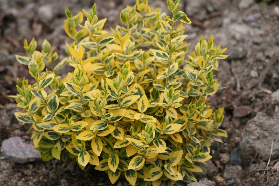 Euonymus 90 cm Yellow-Green