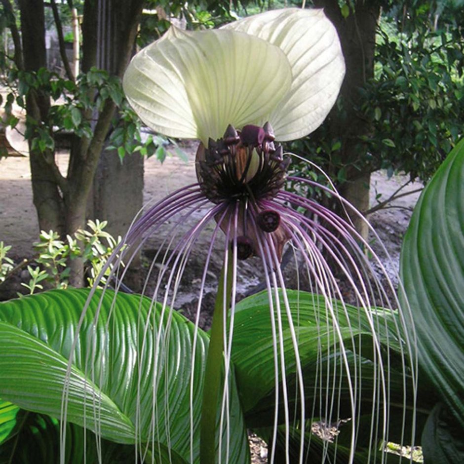 Черная Орхидея Такка