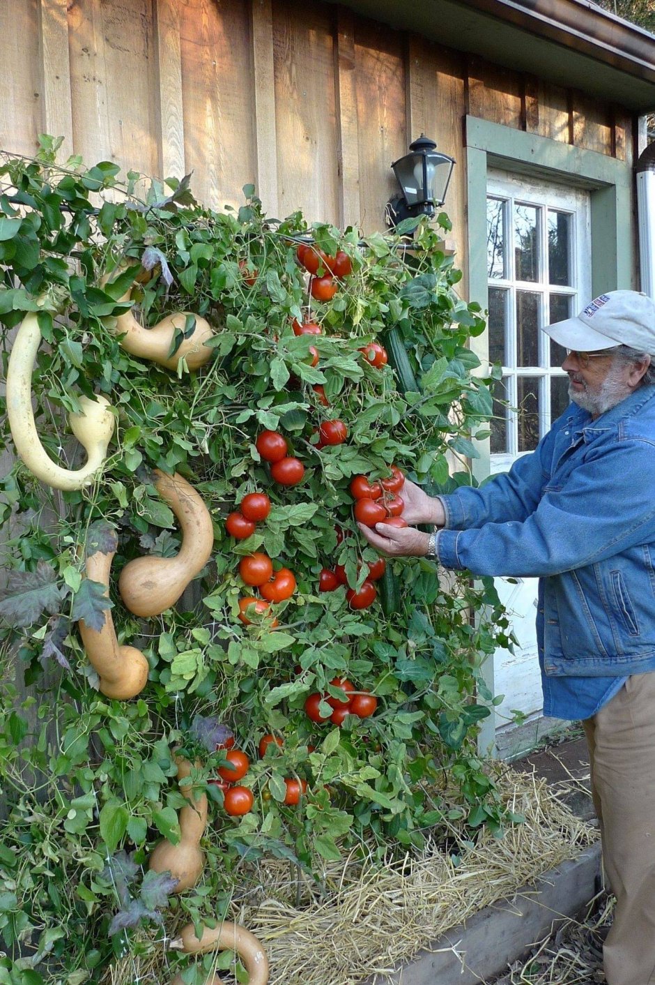 Вертикальный огород помидоры