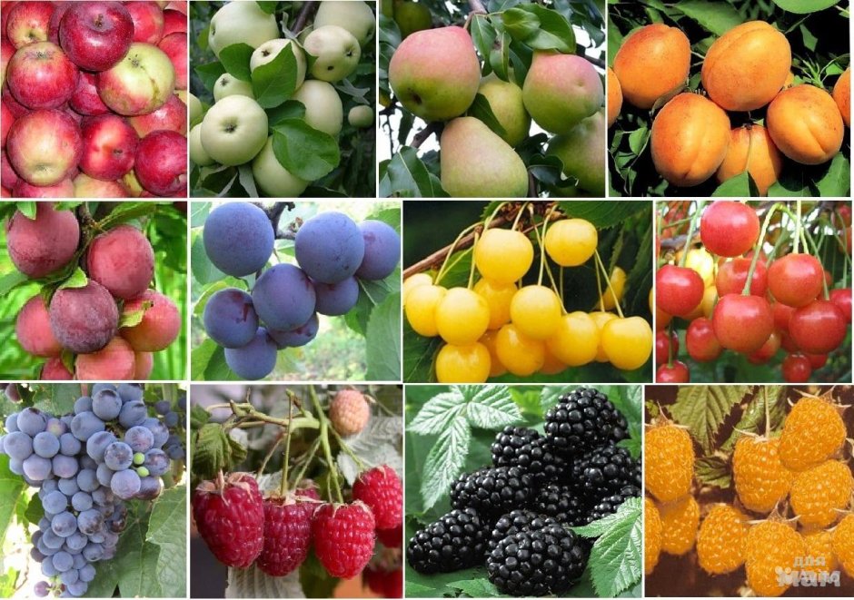 Плодово ягодные Баргузин