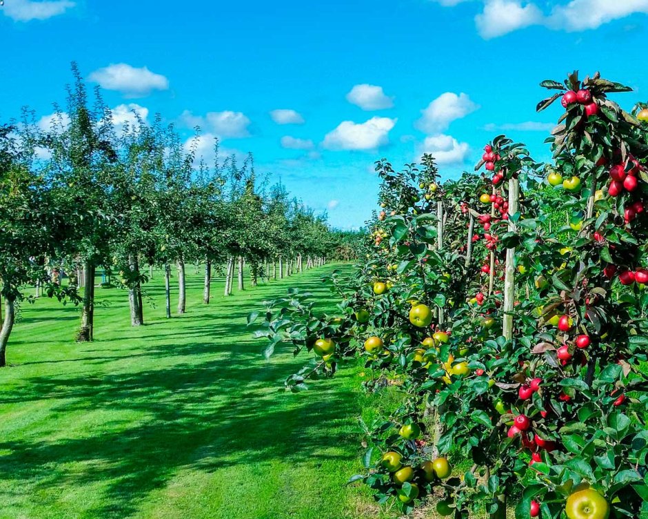Шпалерные яблони в Кабардино Балкарии