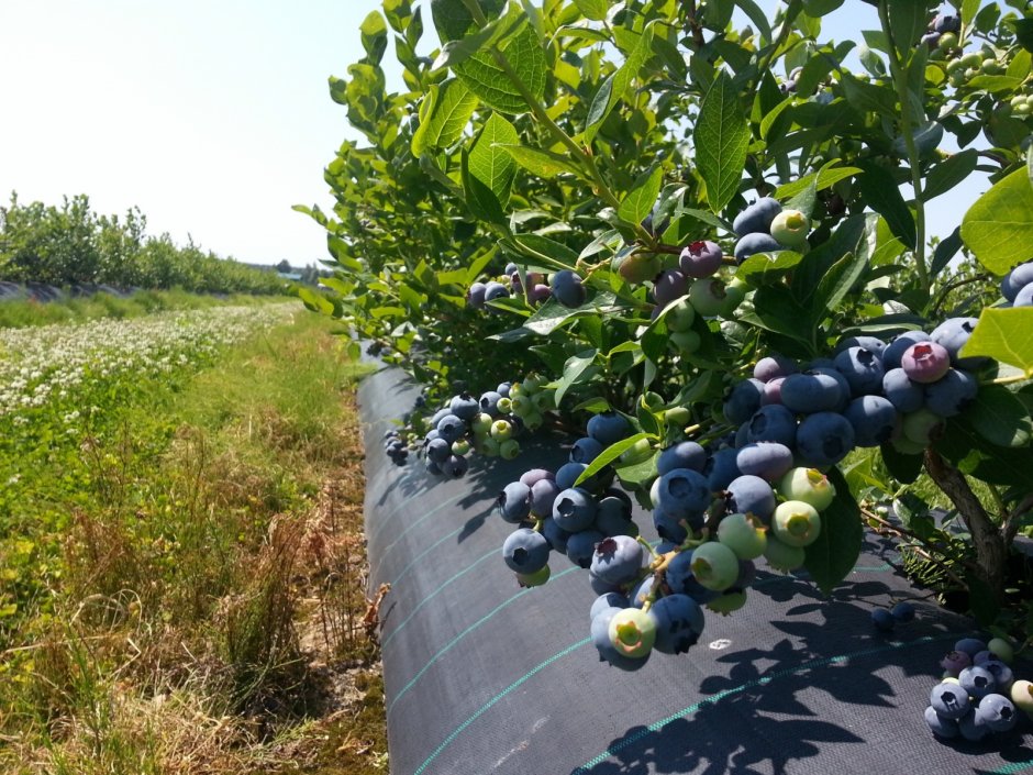 Виноградные плантации в Краснодарском крае