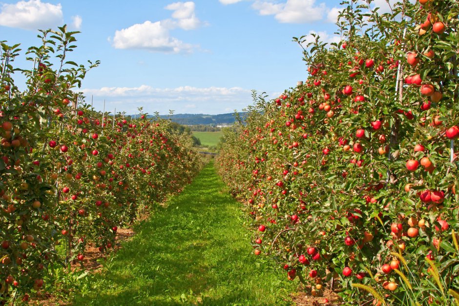 Яблоневые сады Краснодарского края