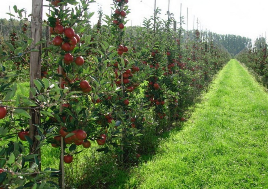 Колоновидная яблоня сады Краснодарского края