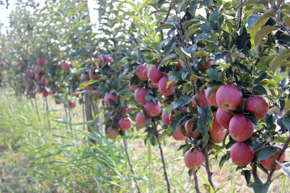 Яблоки фруктохранилища