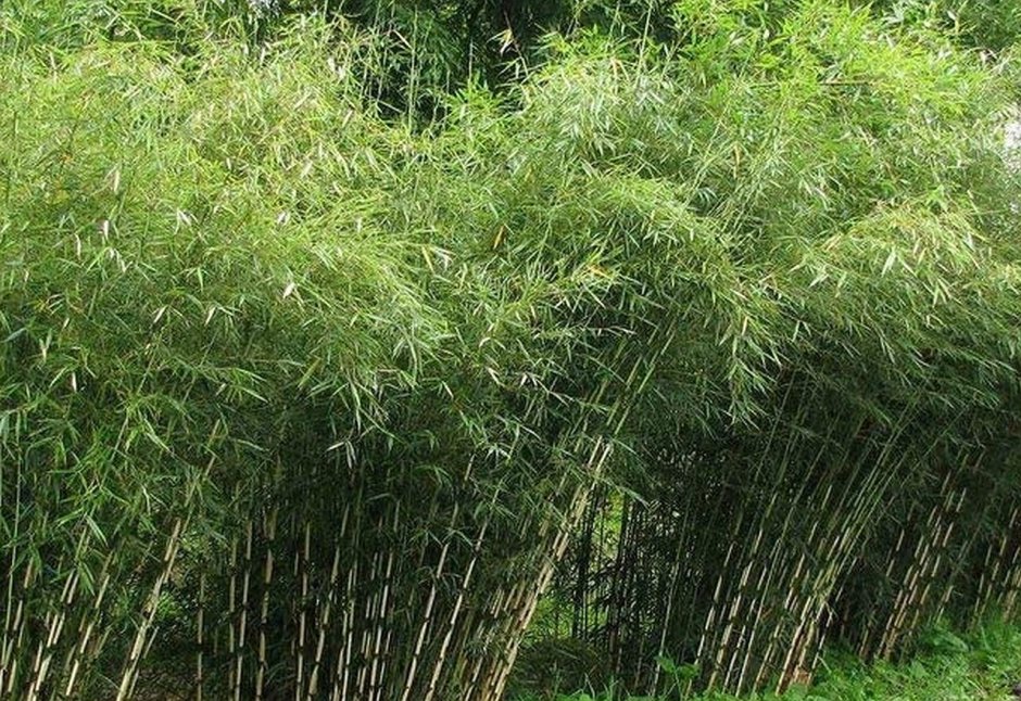 Листоколосник бамбуковый Биссета
