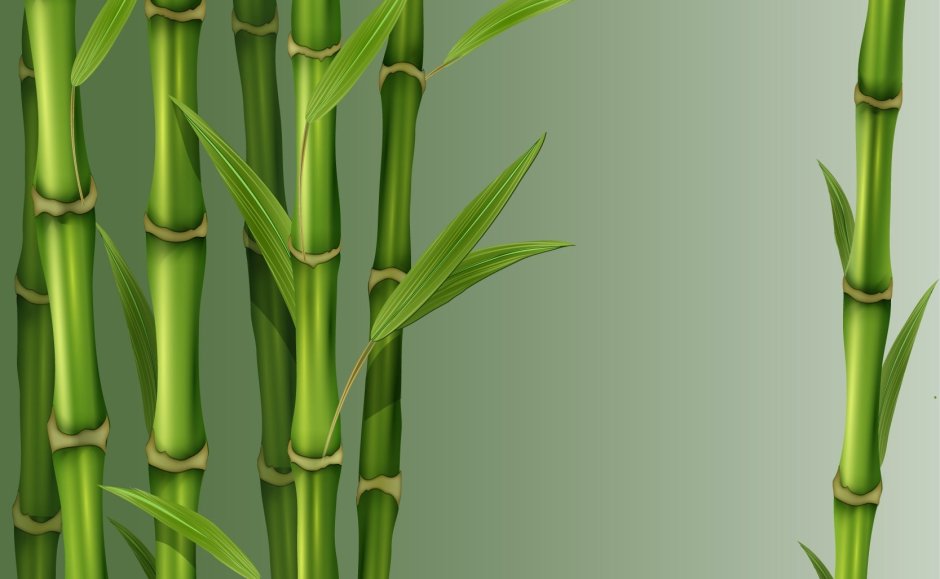 Сахарный тростник и бамбук