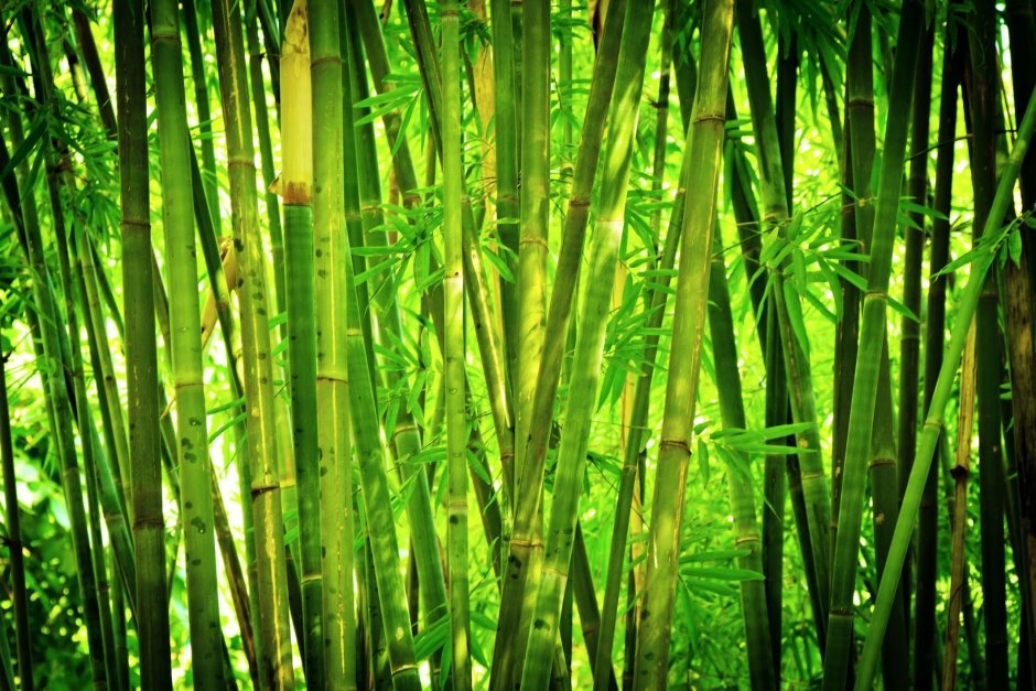 Бамбук Широшима