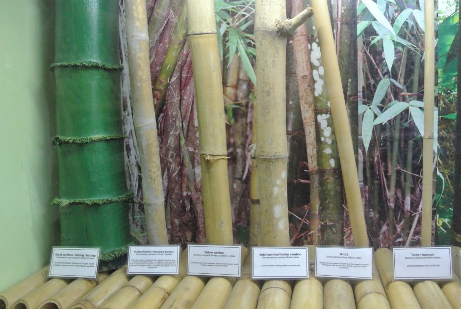 Бамбук Филиппины