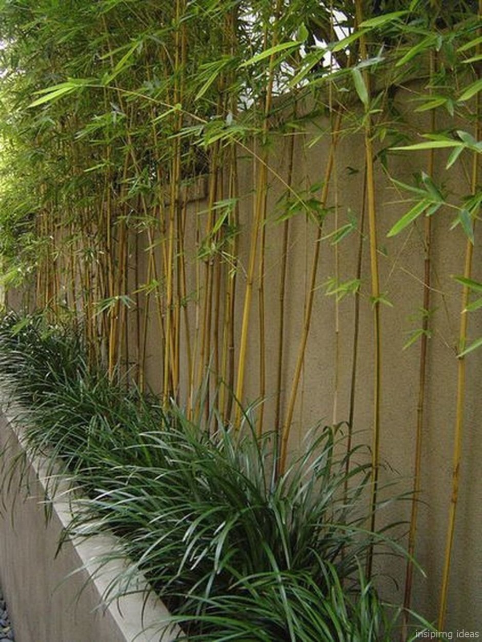 Дальневосточный бамбук Живая изгородь