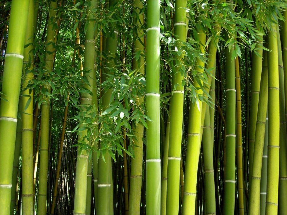 Мексиканский Плакучий бамбук