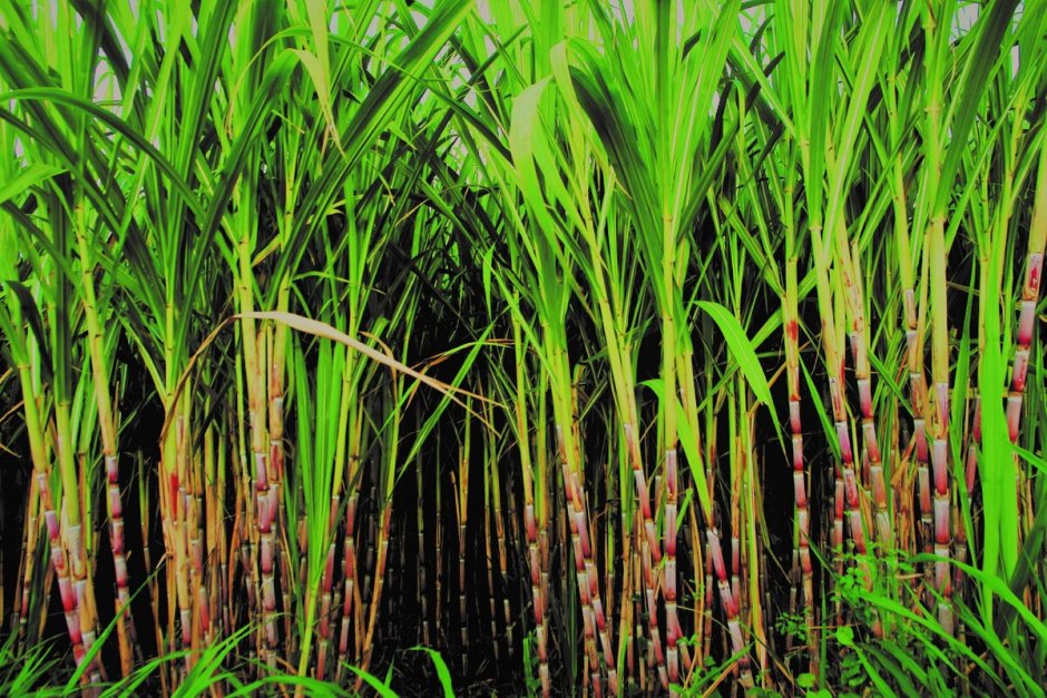 Сахарный тростник в Луизиане