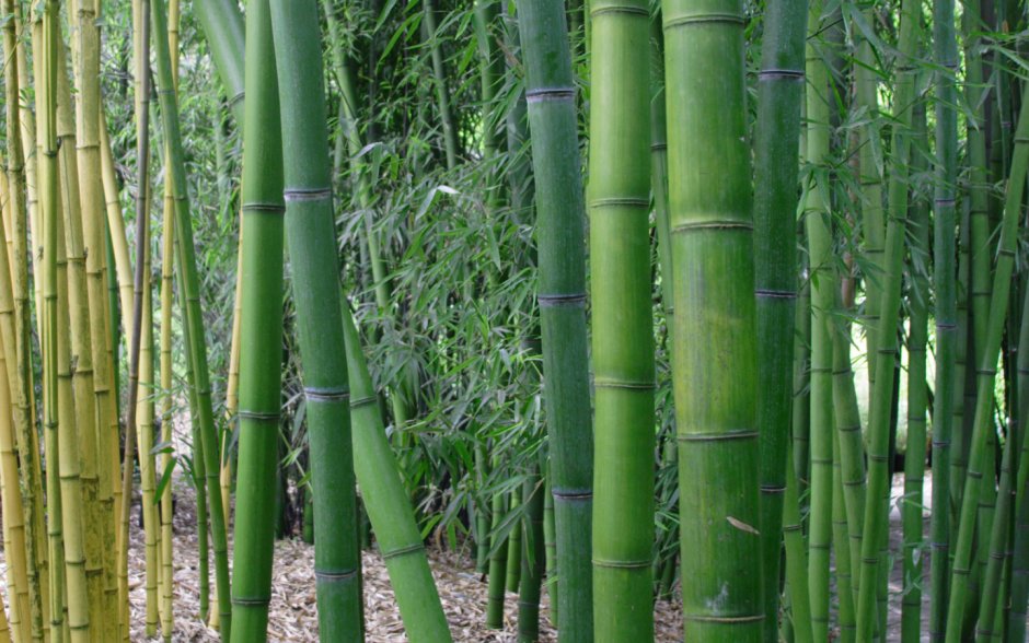 Бамбук садовый широколистный