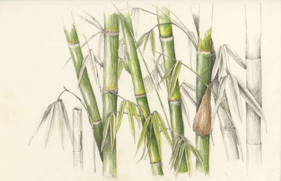 Бамбук Ботаническая иллюстрация