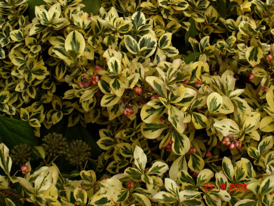 Бересклет Форчуна 'Aureo-variegata'