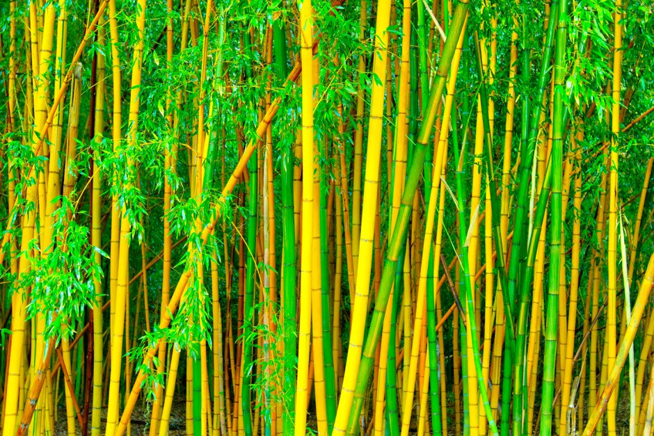 Фоновый рисунок бамбук