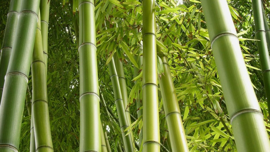 Из бамбука