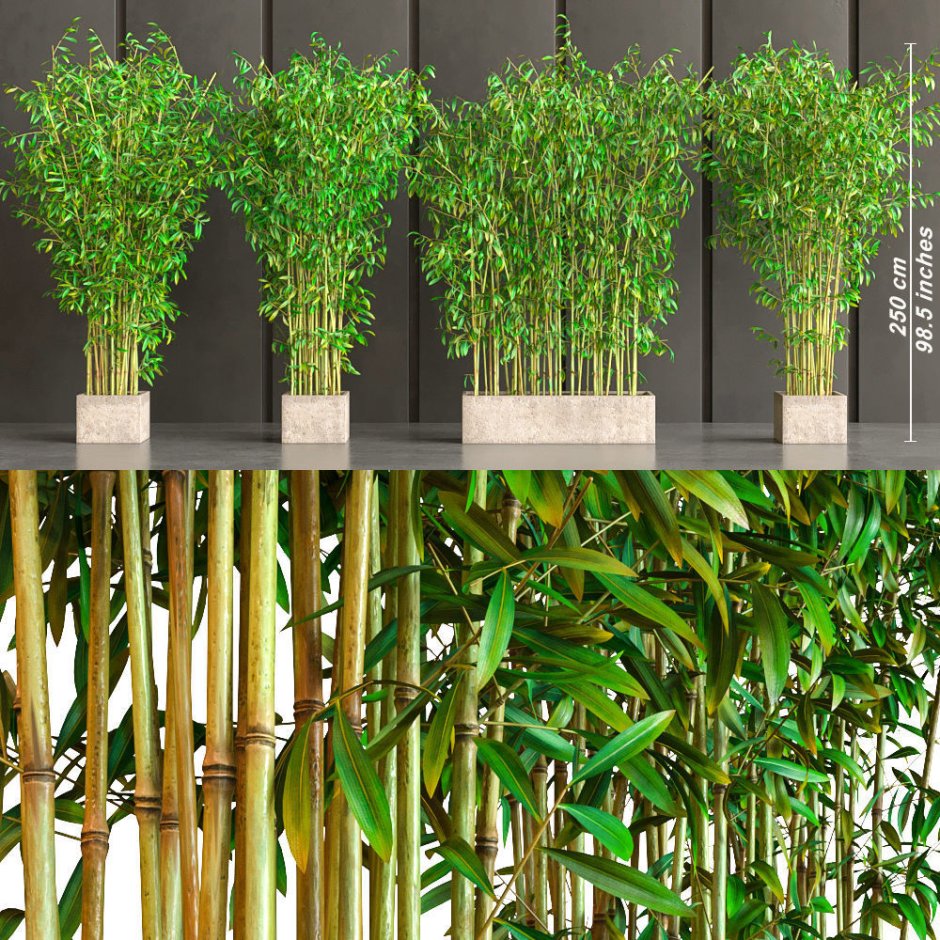 Комнатный бамбук Широшима