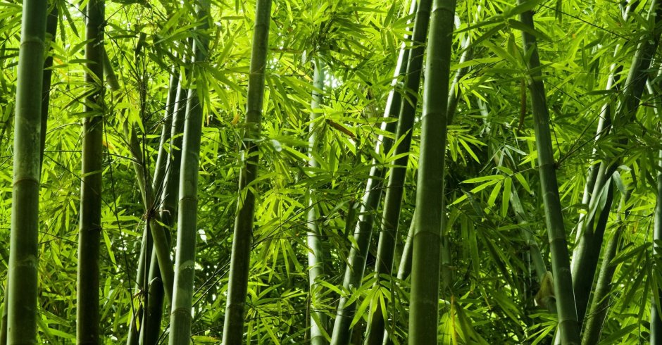 Бамбуковые леса Донгнай