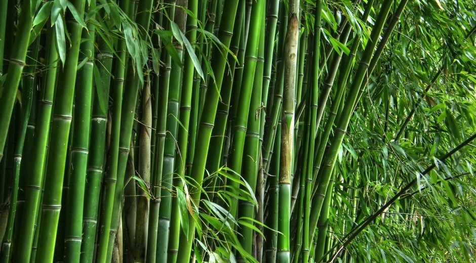 Bamboo, Tropical leaves and Sand Podium