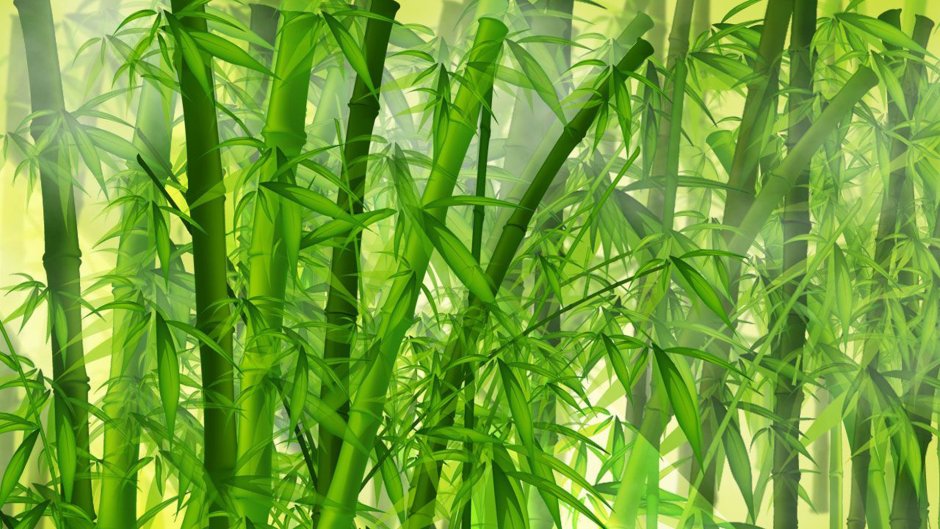 Бамбук Вьетнам