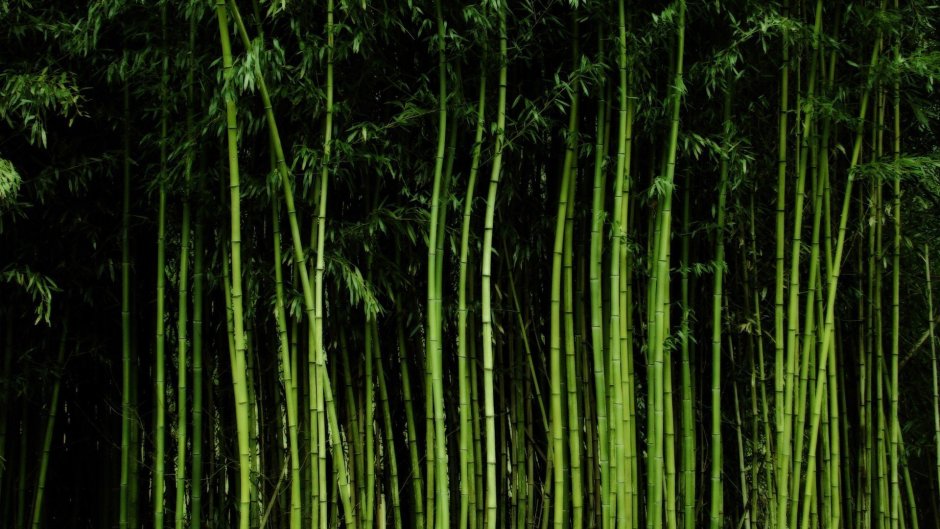 Бамбук злаковое растение