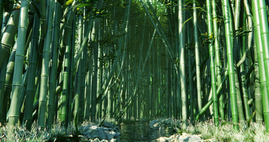 Восточноазиатский бамбук
