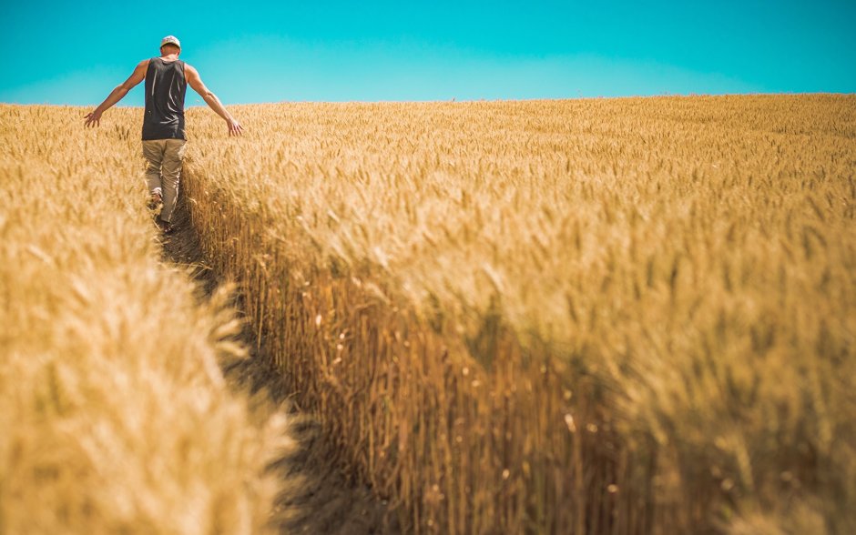 Мужчина в поле пшеницы