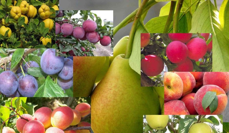 Саженцы плодовых деревьев /яблоня, груша, слива, вишня/