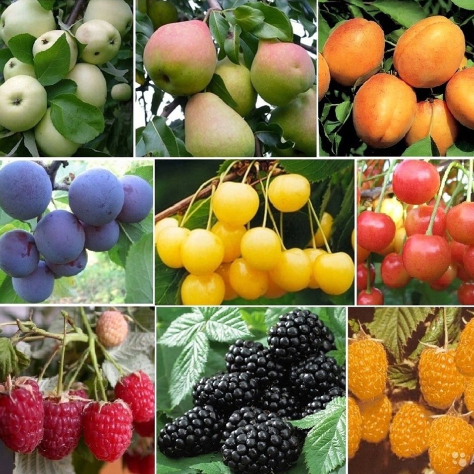 Саженцы плодово ягодных культур реклама