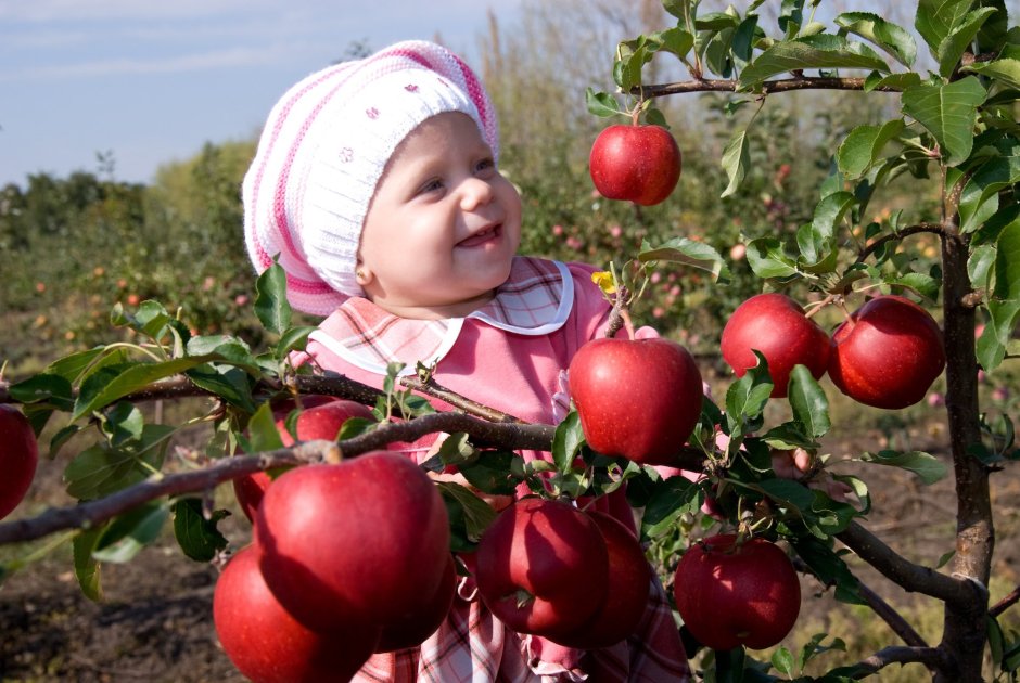 Яблоня сады Молдавия