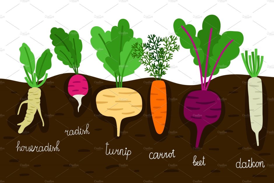 Food that grows in the ground
