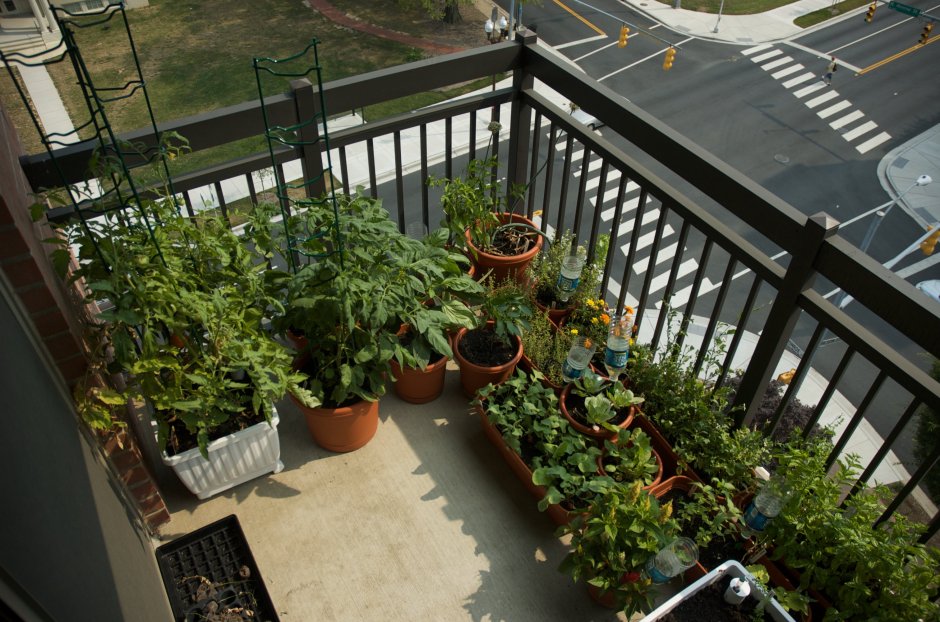 Красивый огород на балконе