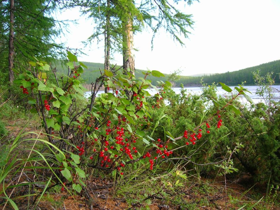 Сибирские Таежные ягоды