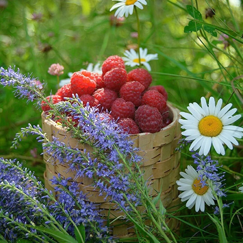 Красивые полевые цветы и ягоды