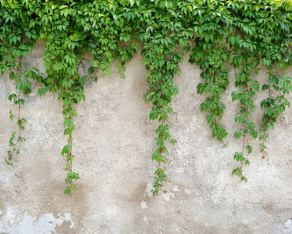 Vines on the Wall