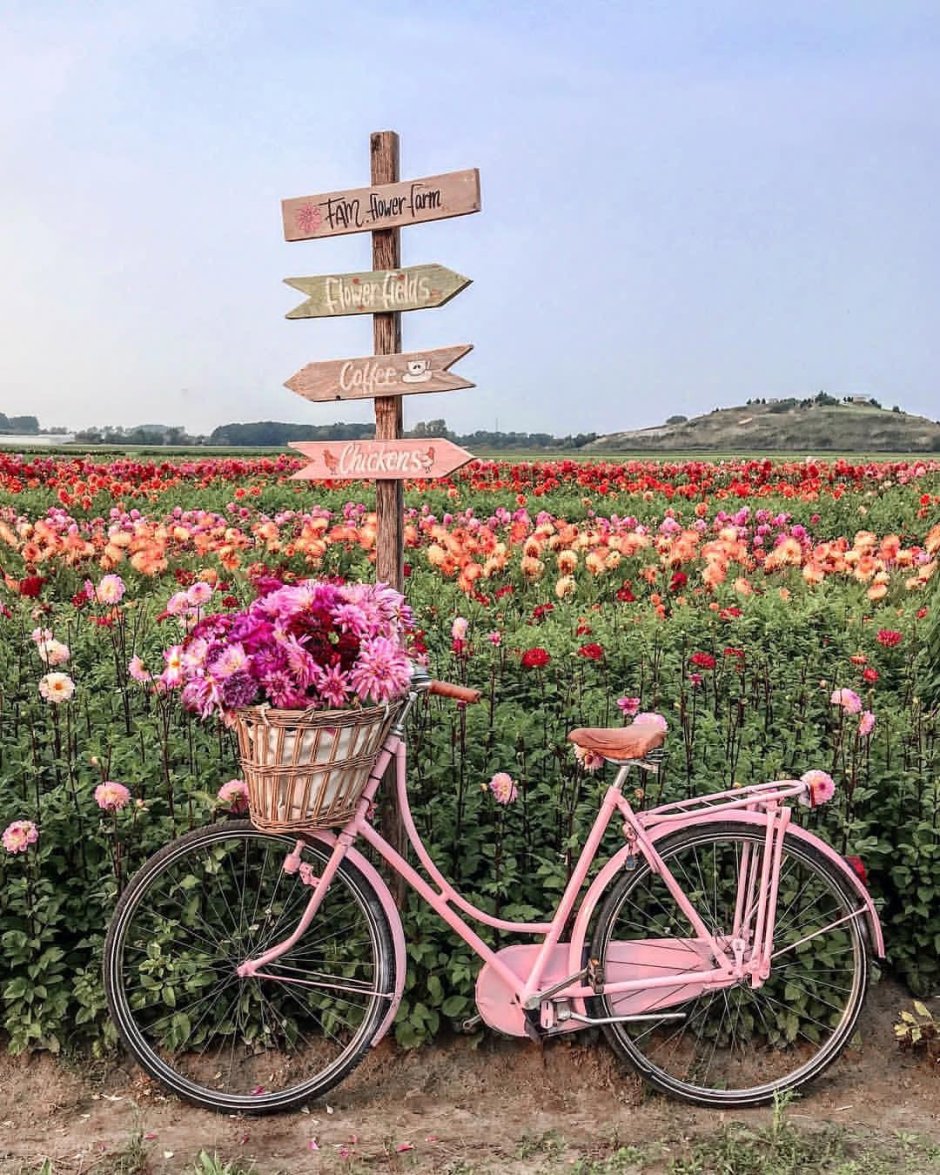 Красивый велосипед с цветами