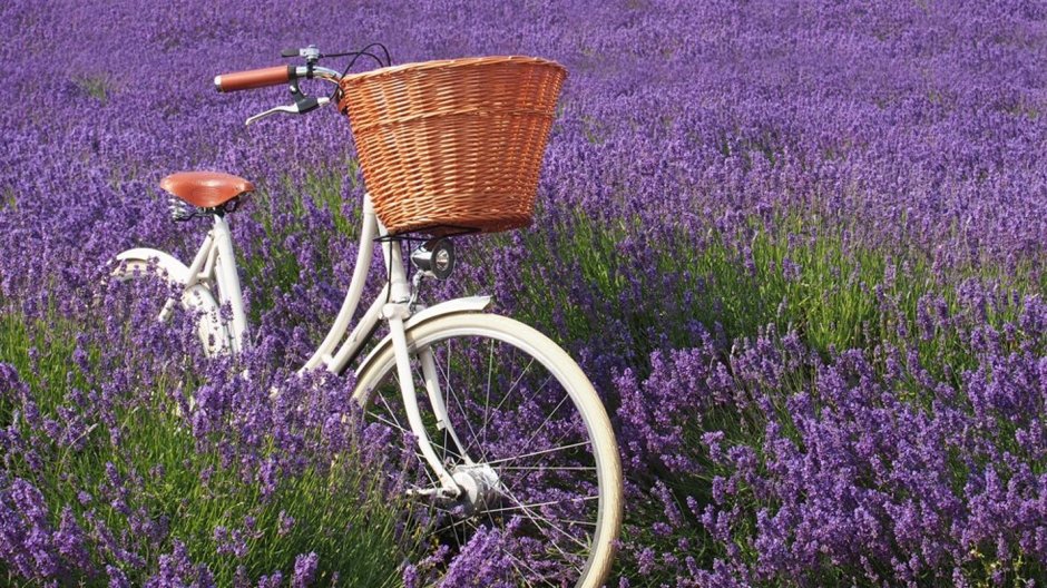Велосипед с лавандой