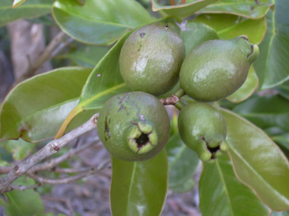 Голубая гуава с плодом для текила