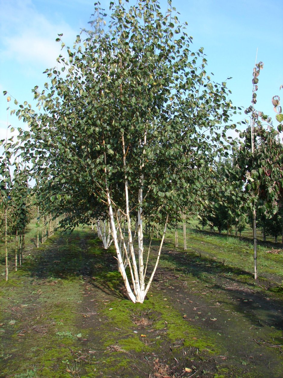 Береза Жакмона (Betula jacquemontii)