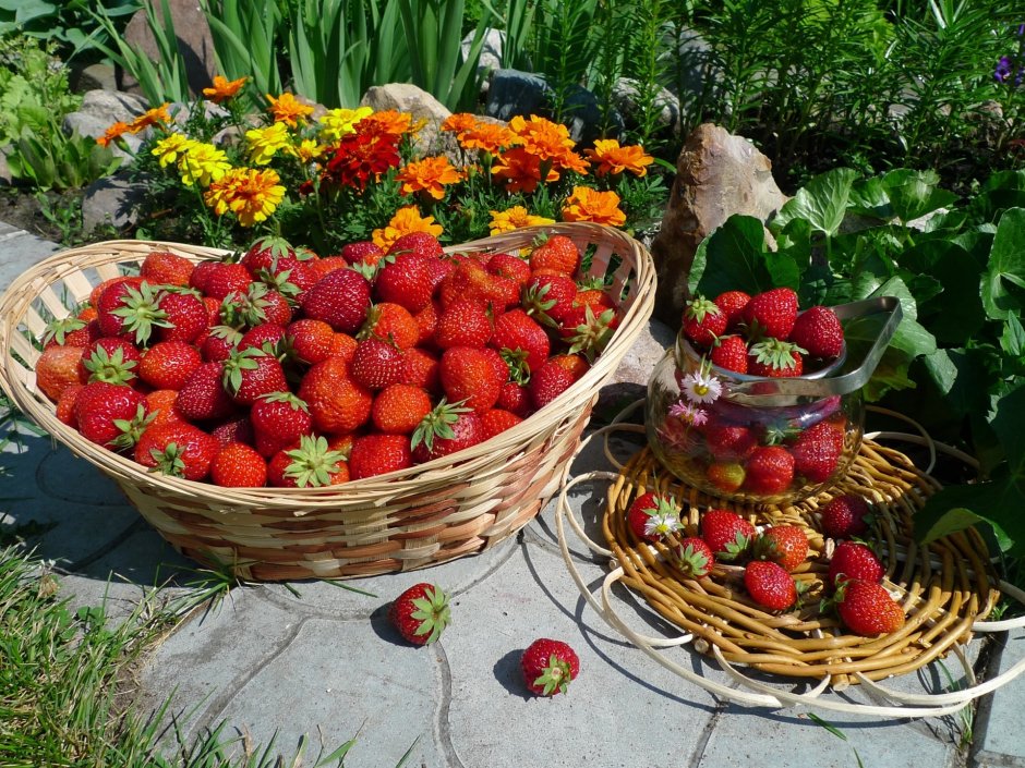 Лето ягоды