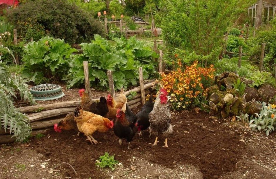 Курицы в огороде
