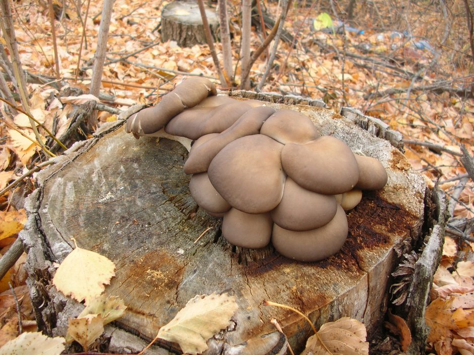 Шляпочные грибы вешенка
