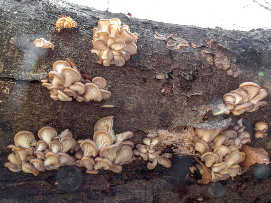Весенние вешенки грибы